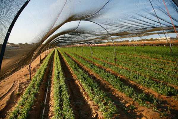 malla agricola (1)